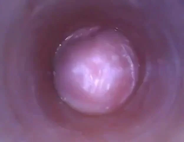muon-biet-ben-trong-cai-lon-nhu-the-nao-hay-xem-video-nay